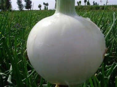 Proizvajalci čebule v prahu